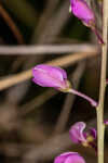 Scalloped milkwort